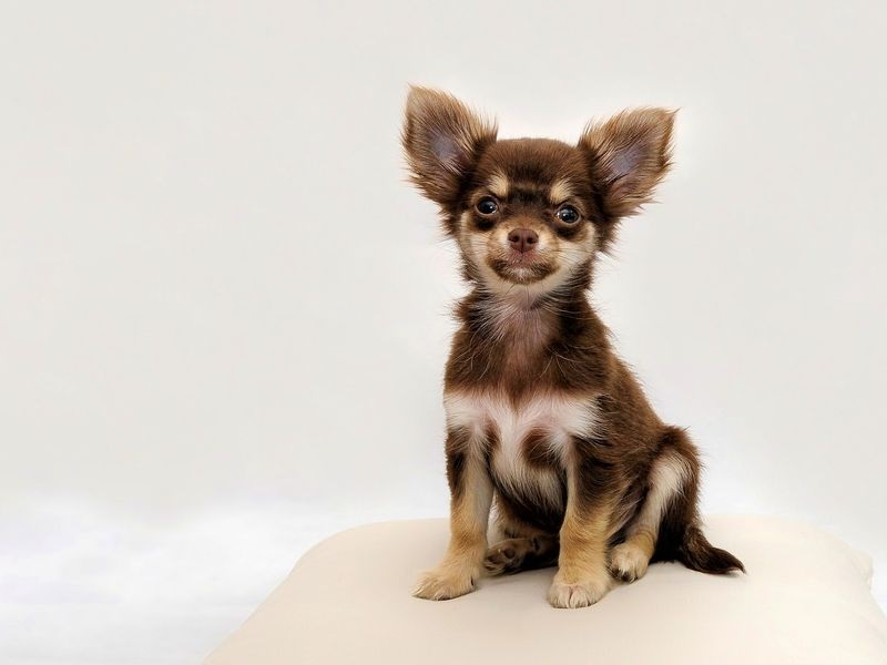 How Come My Dog Frightened by Noises?