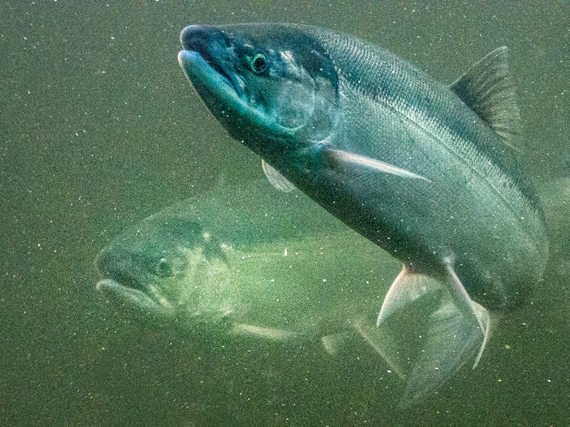 Products to Keep in mind mind When Creating a Freshwater Aquarium