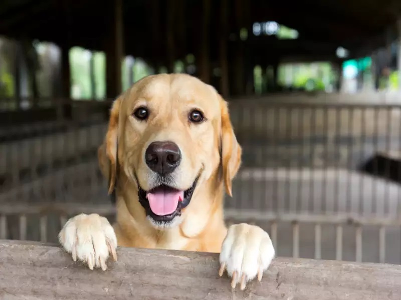 Publish-Traumatic Stress Disorder in Horses