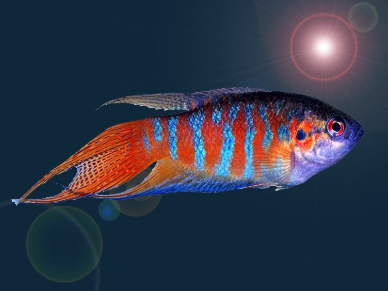 Breeding Livebearers – Guppies and Swordtails