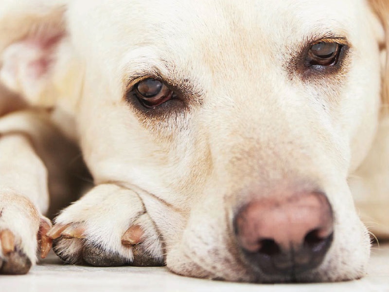 Useful strategies for Uncommon Animal Insurance