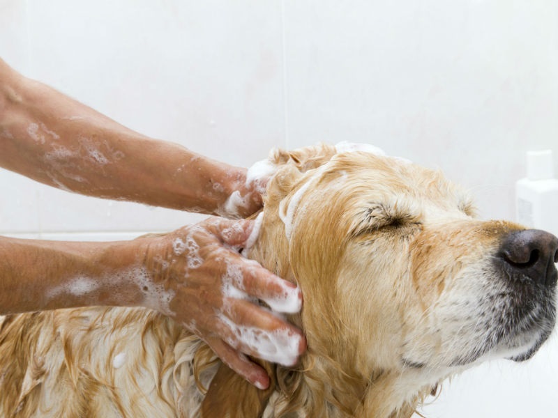 Getting Insurance For The Pet May Require Some Analysis