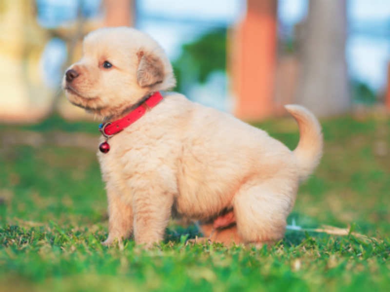 Ways To Ease Your Dog Nervousness