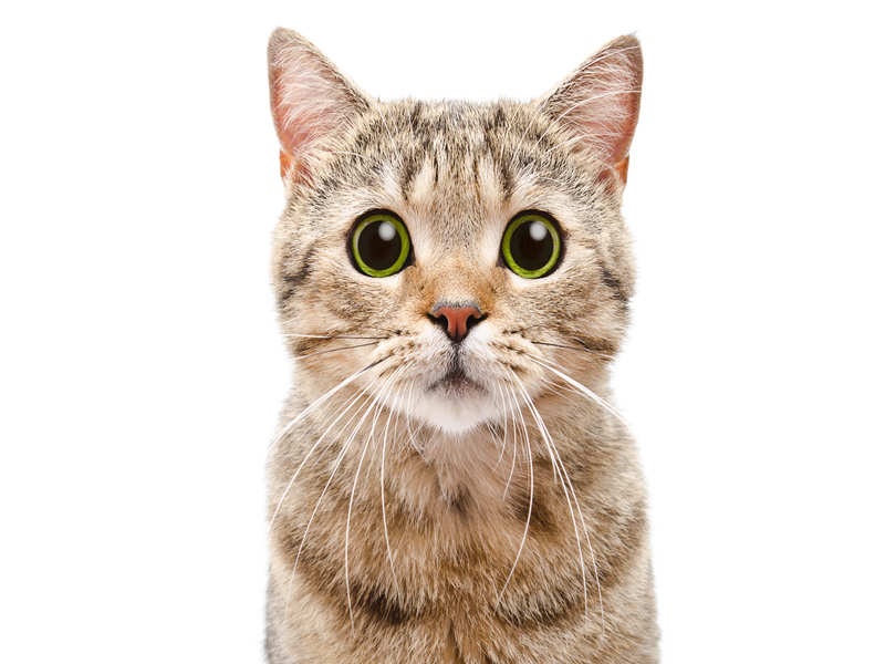 4 Suggestions to Train a Kitten to employ a Kitty Litter Box