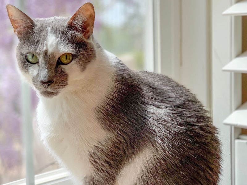 Choosing The Perfect Cat
