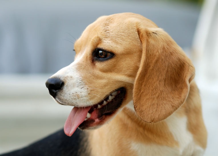 What To Do If Your Dog Has Sunburn?