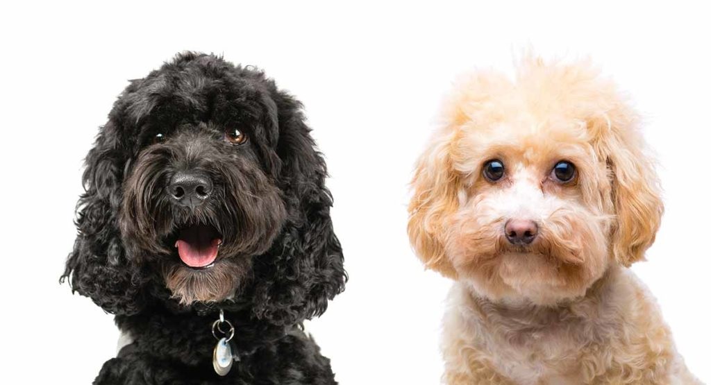 The lab and poodle mix could be a better breed