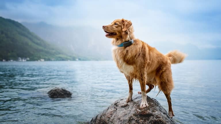 The Many Health Benefits of CBD for Dogs