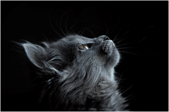 The Tell-Tale Signs That Your Pet Has Allergies