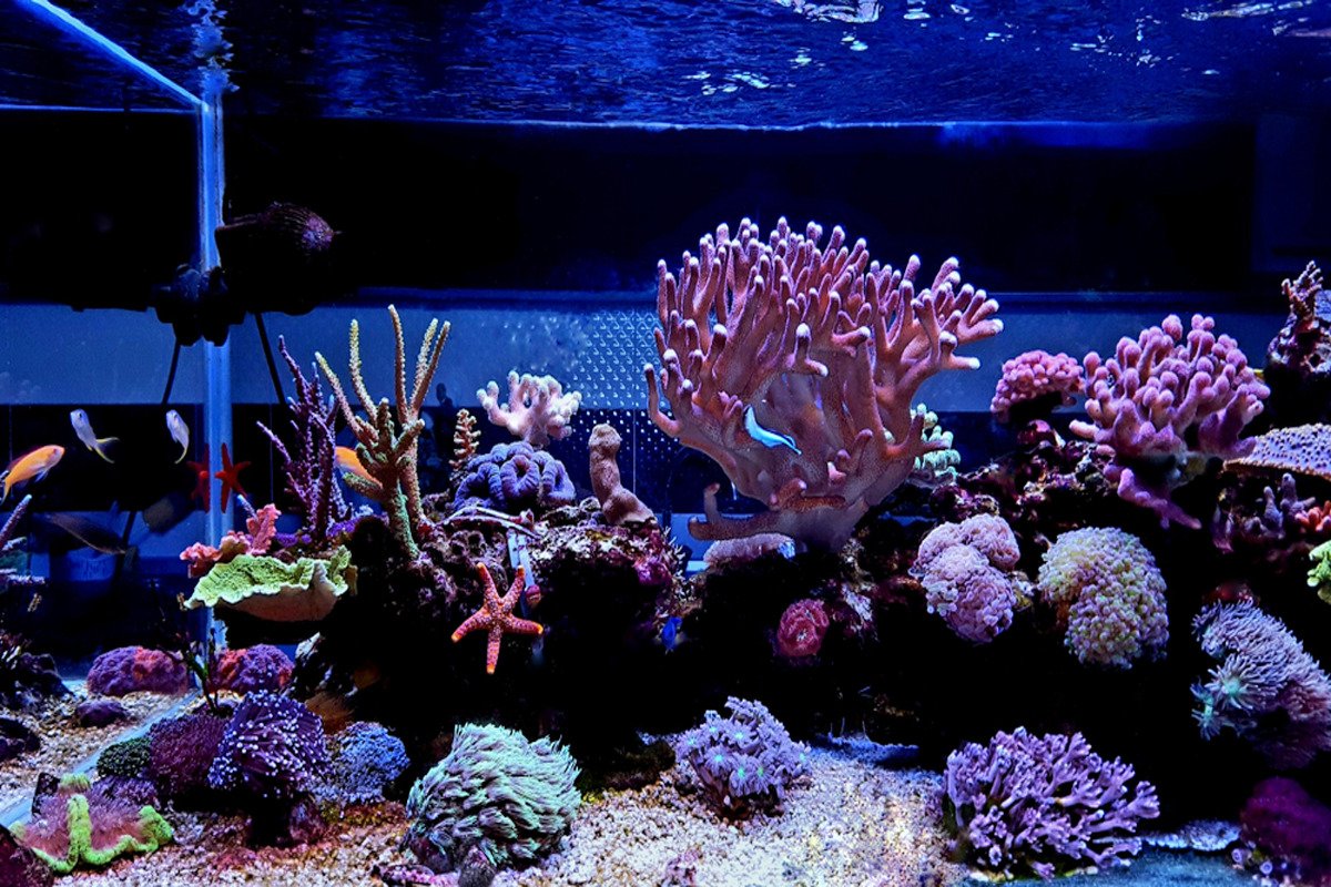 Saltwater Coral Buying Guide for Beginners