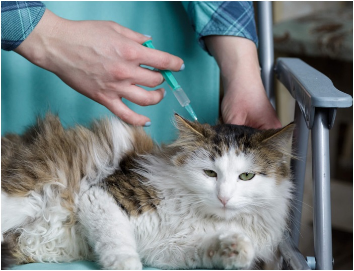 Basic Pet Diabetes Supplies For Complete Diabetes Management
