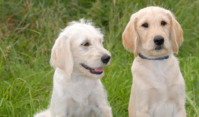 How Would You Choose A Good Breed Of Labradoodle