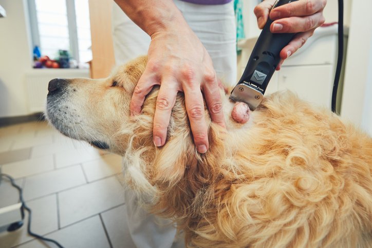 How Do I Know If My Canine Friend Has Hemangiosarcoma