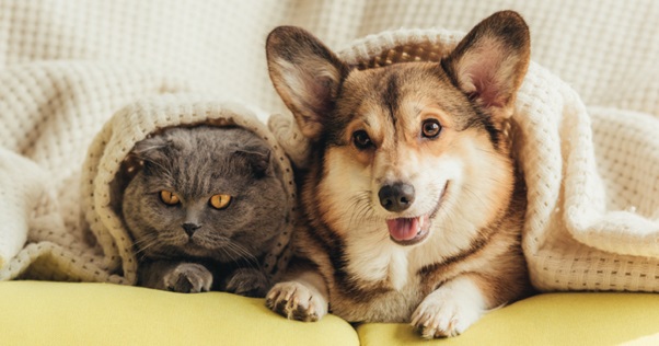 Worried about leaving pets at home? Book our premium pet services