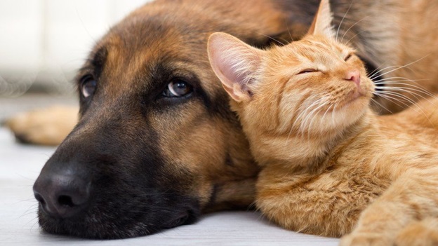 PetPost: Your Accessible and Reliable Pet Shop