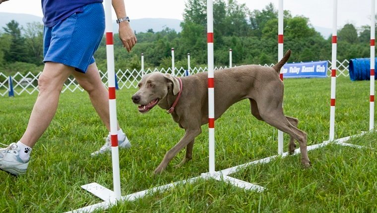 3 Popular Methods to Help You Train Your Dog