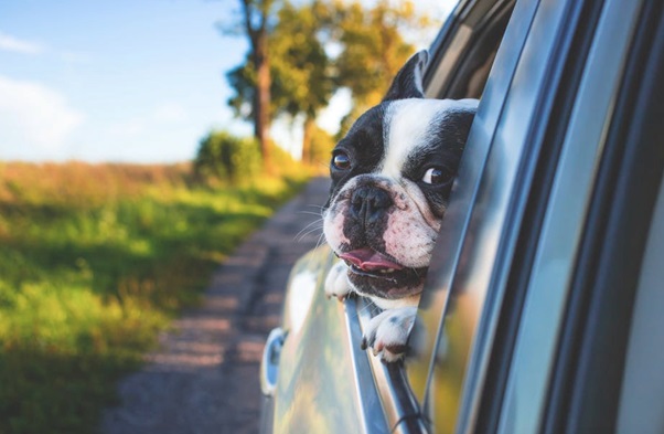 Why You Should Bring Your Pet on Your Next Holiday