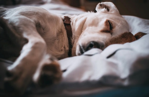 3 Essential Kennel Supplies for Quick, Easy Clean-Up and Sanitization