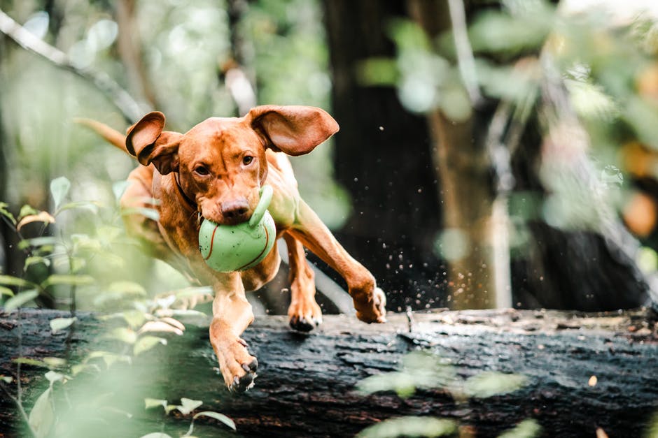 8 Great Indestructible Dog Toys for Your New Puppy