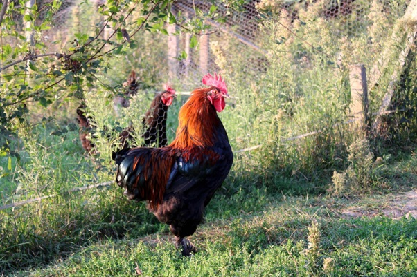 Looking to Raise Backyard Chickens? 5 Tips You Need to Know
