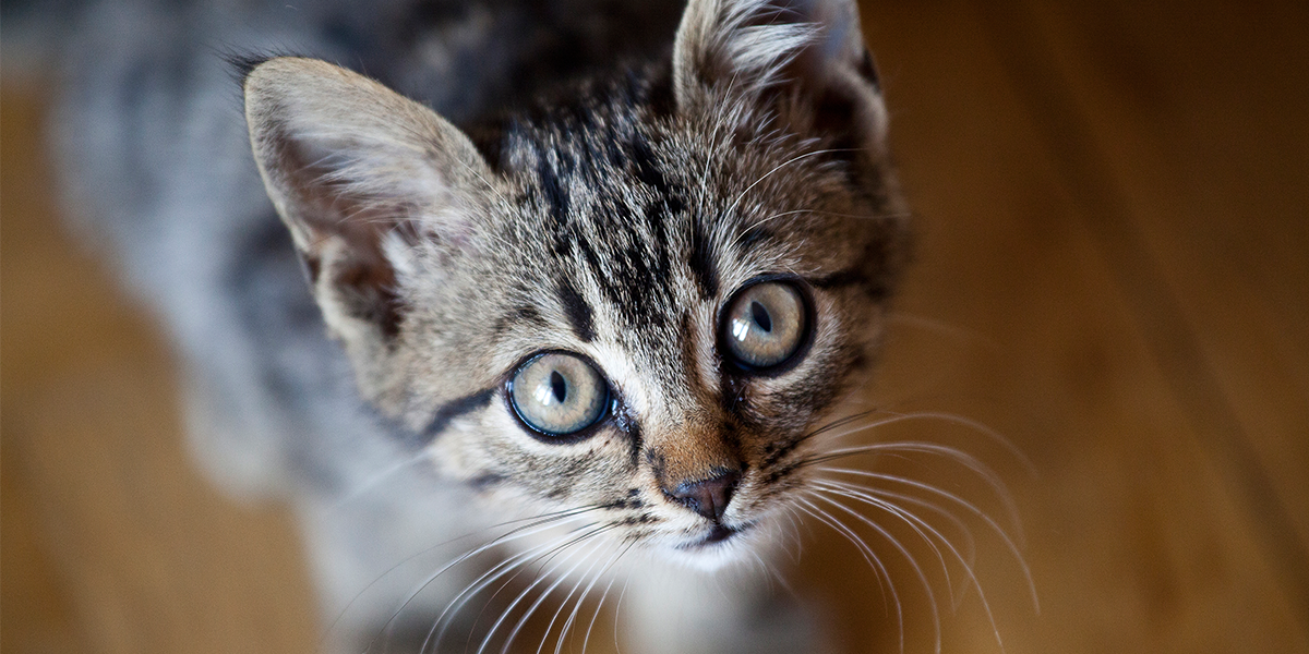 Kitten Care Tips For Beginners