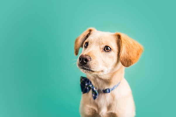 Why Playtime Is Essential To Your Puppy’s Wellbeing
