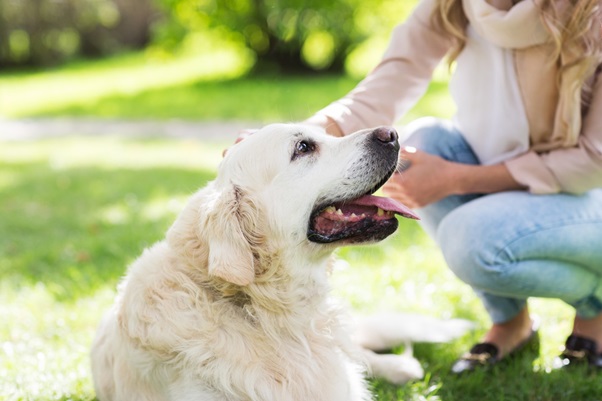 How to Find a Local Pet Sitter: 5 Tips for Success