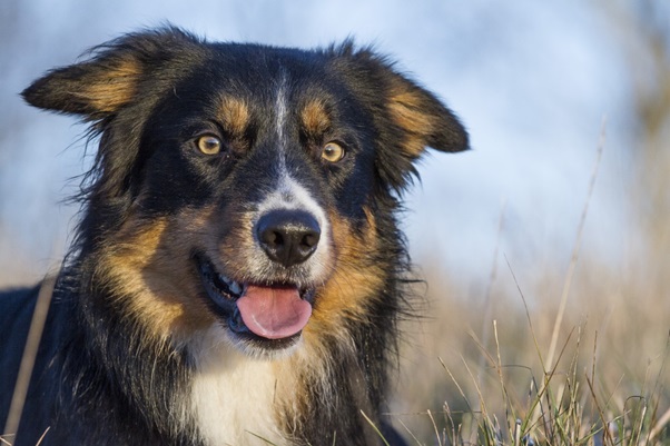 This Looks Like a Job for a Canine: 5 Careers for Working Dogs