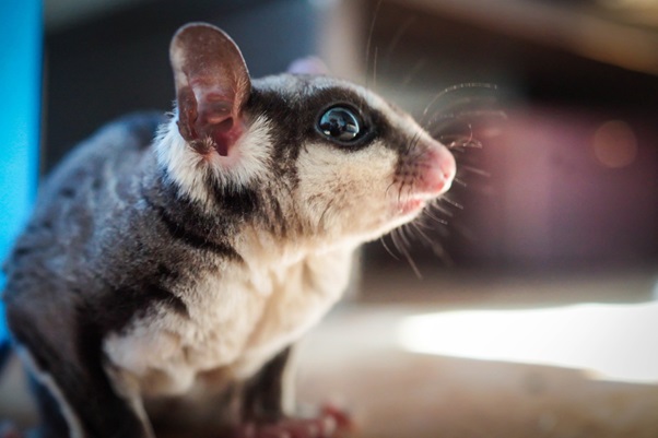 Are Sugar Gliders Good Pets? Everything You Need to Know