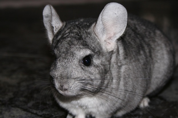 Are Chinchillas Good Pets? Your Questions, Answered
