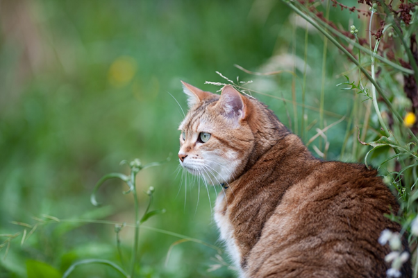 3 Tips to Allowing Your Cat Outside
