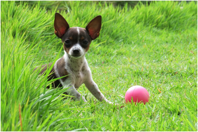 Puppy Love: The Best Dogs for First Time Owners