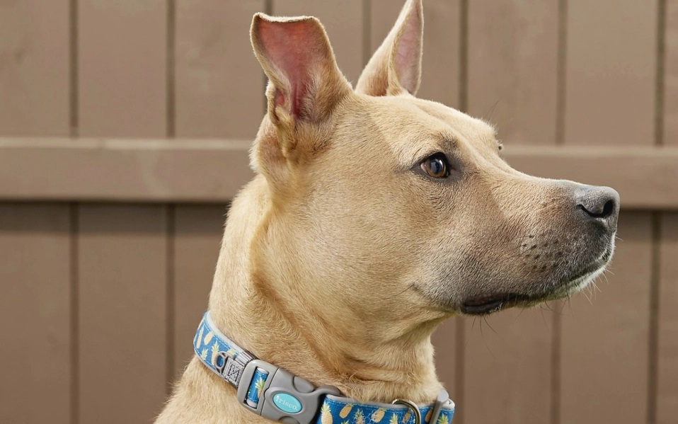 Why It is Important to Have a Right Dog Collar for Your Dog?
