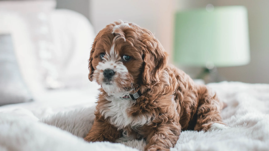 Which Pet Should You Adopt?