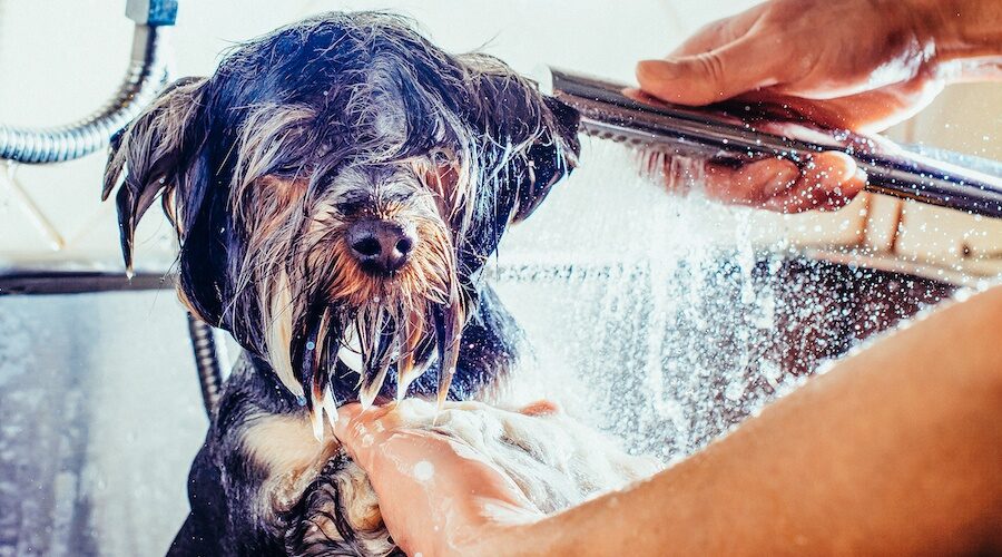 How to Turn Dog Grooming into An Enjoyable Experience