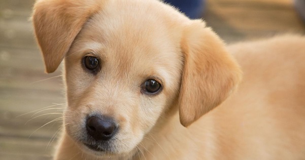 What are the different services provided for pet
