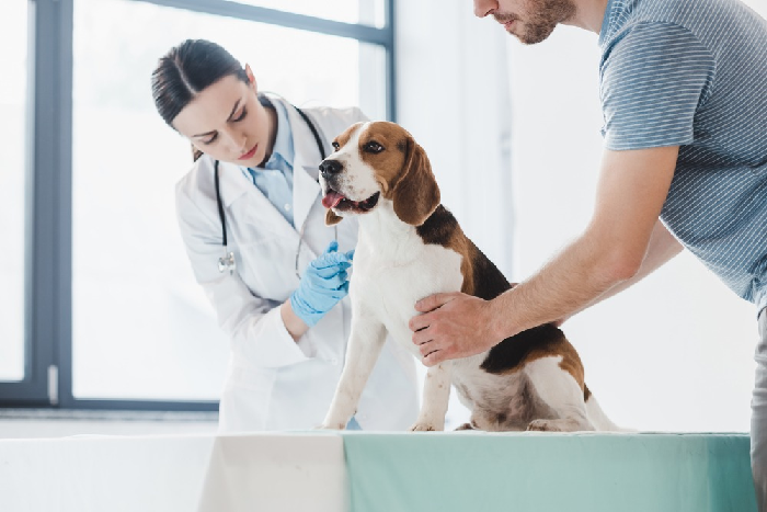 How Can You Promote Your Veterinarian Service Through Digital Marketing?