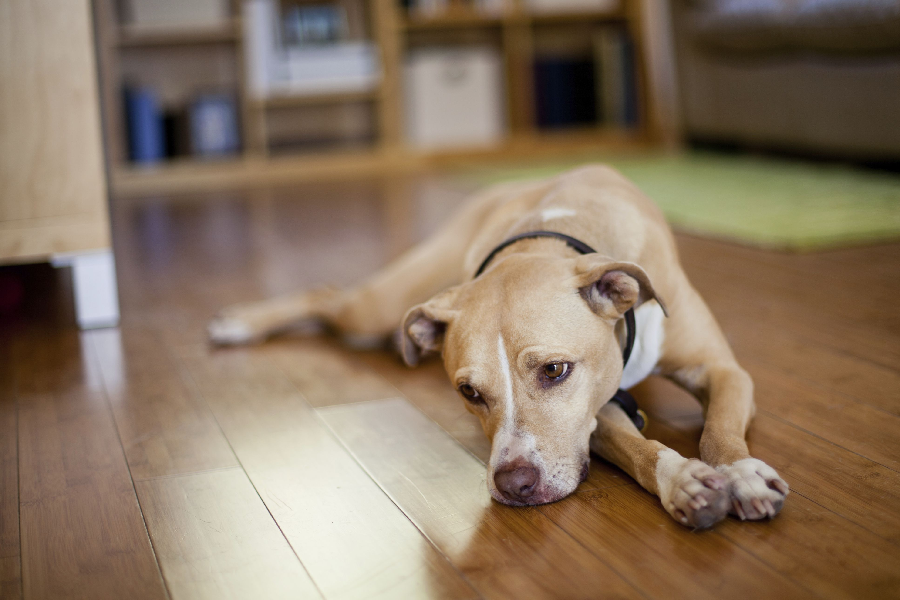Find All The Information You Need About Dog Depression