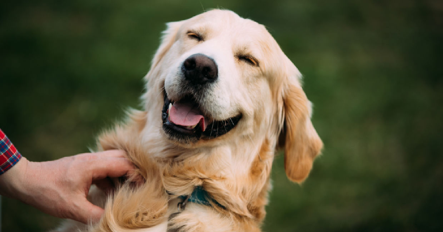 Why is it a good idea to get a pet?