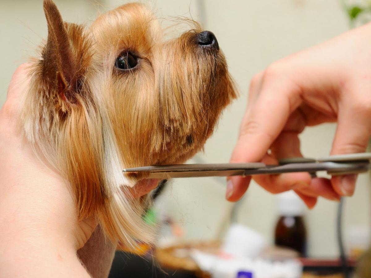 4 Reasons You Should Always Groom Your Pet