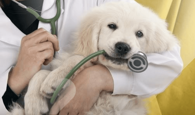 Compare the top insurance policies from the reliable pet insurance providers
