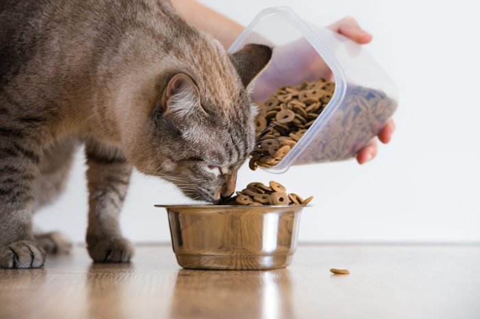 Basic Nutrition For Cats