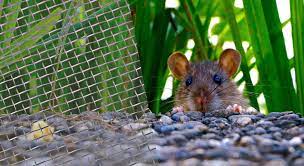 Ultimate Guide to Rat Extermination