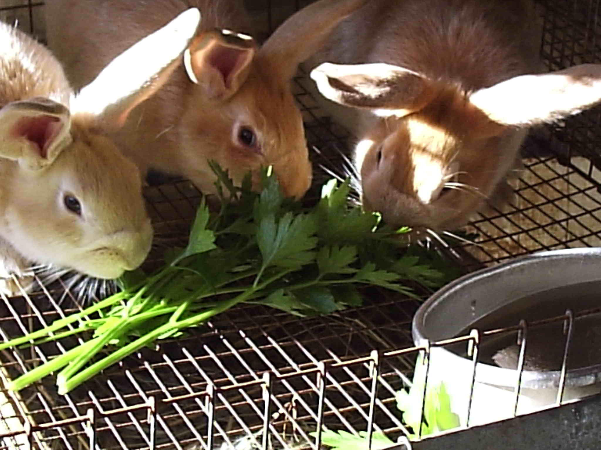 Ways to Ensure Your Rabbits Feed Nutritiously
