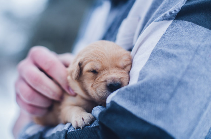 Tips To Calm Your Dog During Vet Visits