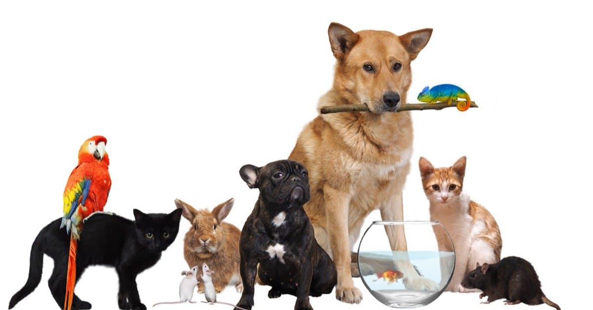 Types of pet