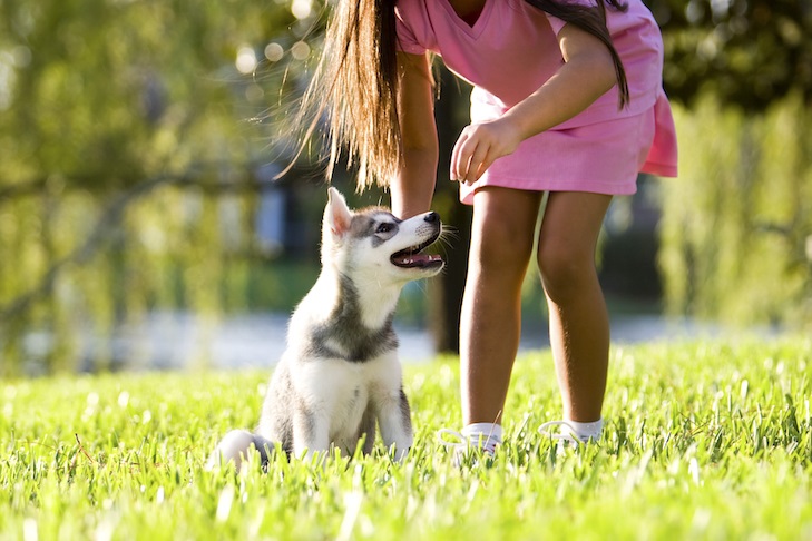Selecting The Right Training Method For Your New Dog