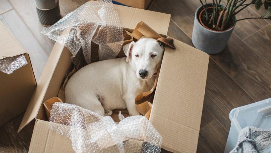 Tips For Moving With Pets