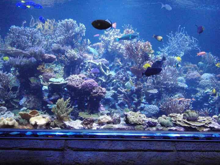 Some of the Best SPS Corals for Sale Along with Limited Ones