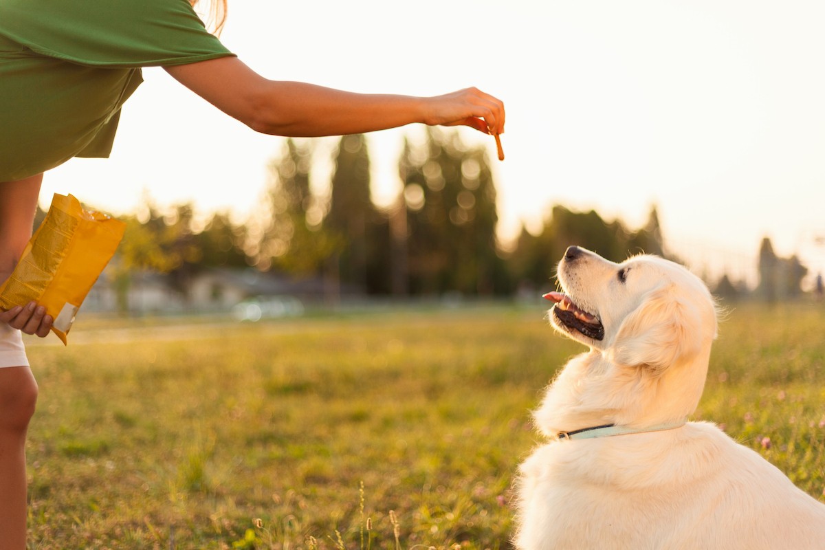 How Many Treats You Can Give Your Dog During Training
